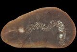Fossil Sea Cucumber (Achistrum) (Pos/Neg) - Mazon Creek #92501-3